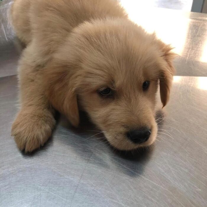 Conheça quais são os 10 sinais de que seu pet precisa ir ao veterinário!