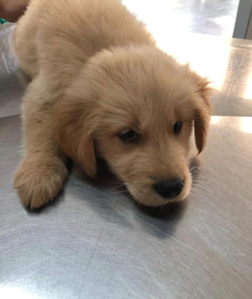 Conheça quais são os 10 sinais de que seu pet precisa ir ao veterinário!