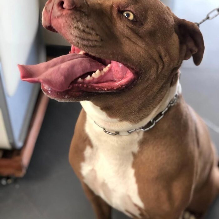 Conheça os principais cuidados com os dentes do seu pet!