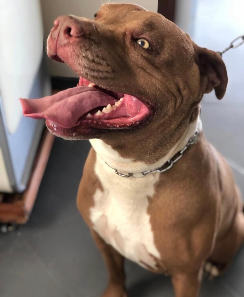 Conheça os principais cuidados com os dentes do seu pet!