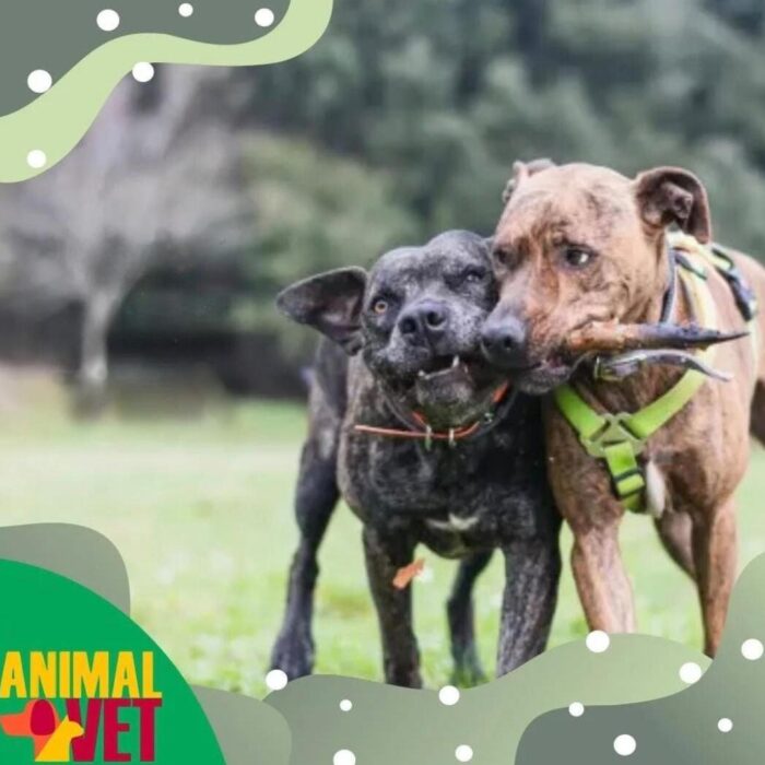 Conheça as principais dicas para viajar com pets com a AnimalVet!