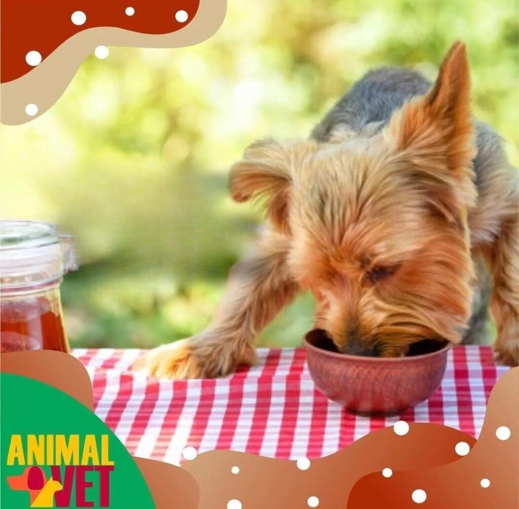 Procurando por um gastroenterologista veterinário em Florianópolis!