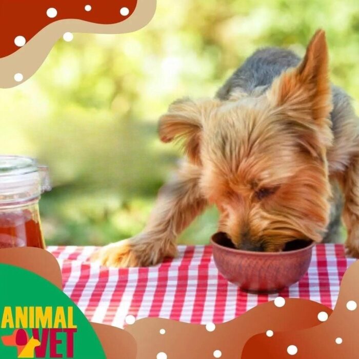 Procurando por um gastroenterologista veterinário em Florianópolis!