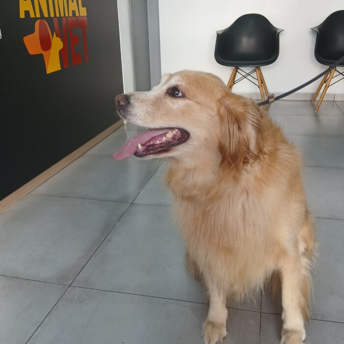 Doenças bucais em animais
