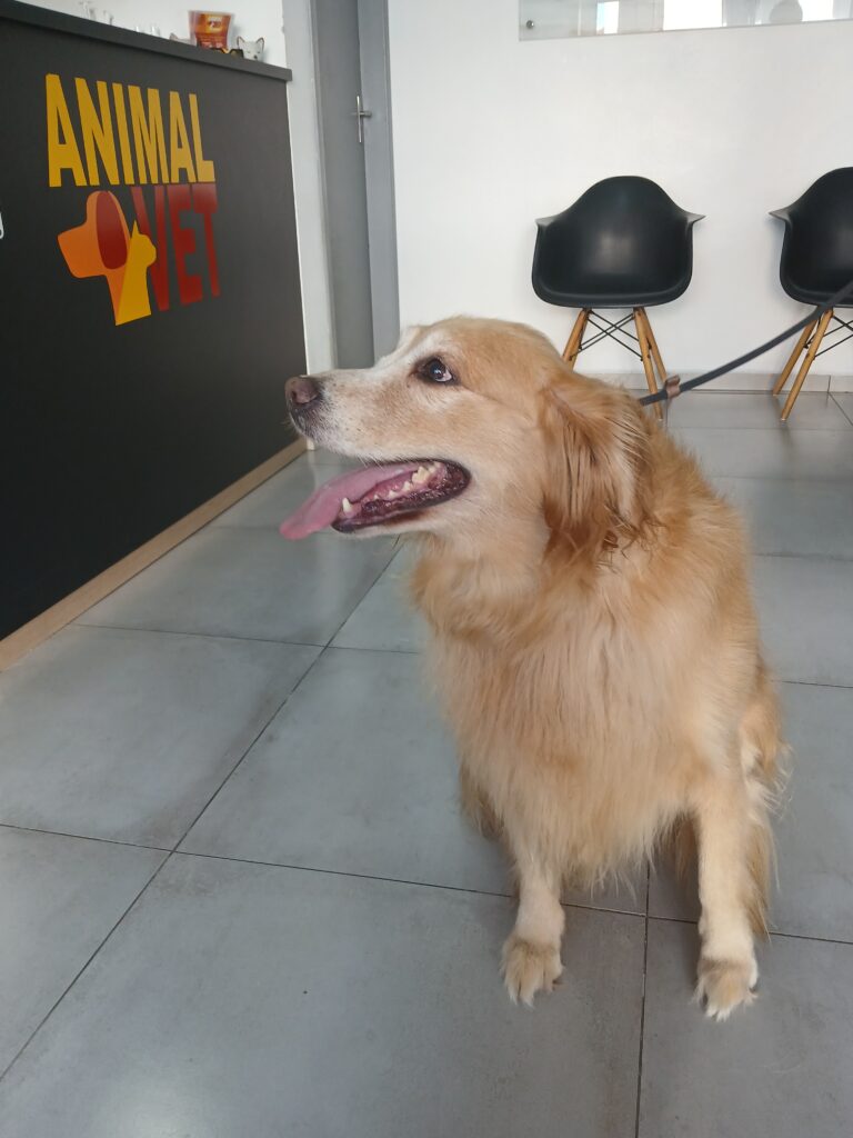 Doenças bucais em animais