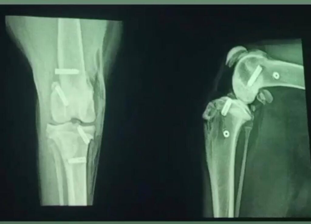 Entenda como é feito o raio-x em gatos!