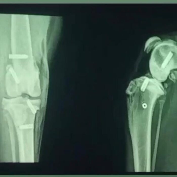 Entenda como é feito o raio-x em gatos!