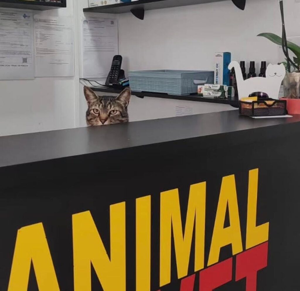 Confira quais são os principais sintomas da pneumonia em animais!