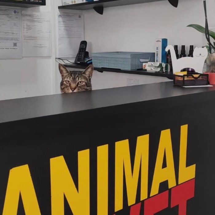 Confira quais são os principais sintomas da pneumonia em animais!