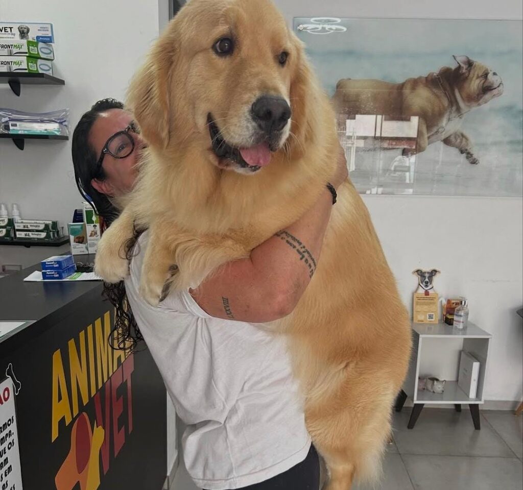 Venha com a AnimalVet e entenda como escolher entre clínico geralou especialista veterinário!