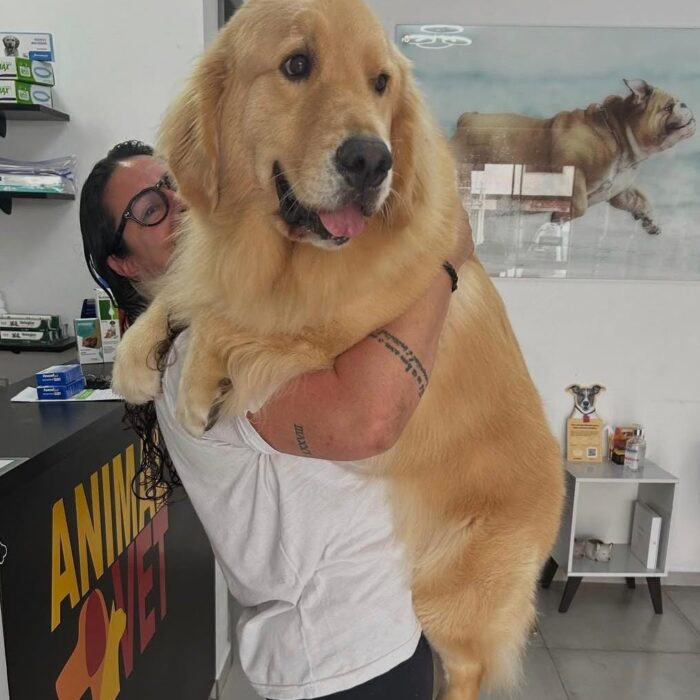 Venha com a AnimalVet e entenda como escolher entre clínico geralou especialista veterinário!