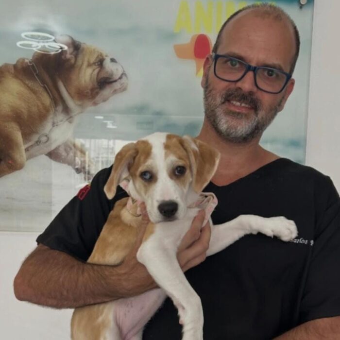 Entenda o que fazer em casos de emergência veterinária em Florianópolis!