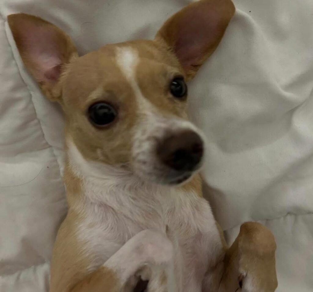 Entenda mais sobre a importância de cuidar e prevenir a artrose em cães!