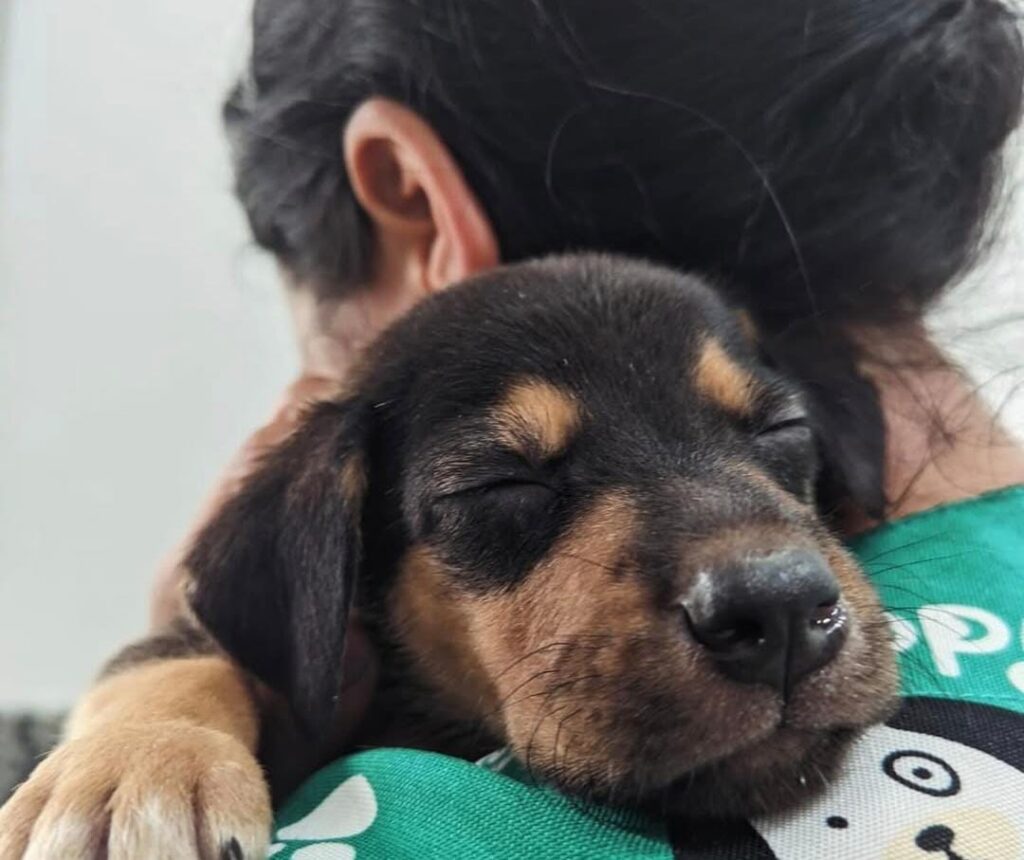 Entenda mais sobre os sintomas e tratamentos da conjuntivite em cães.