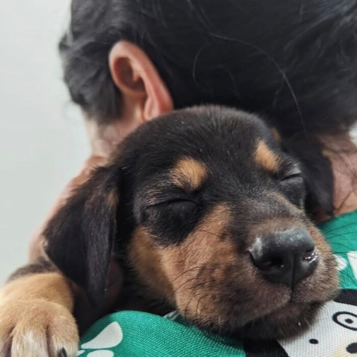 Entenda mais sobre os sintomas e tratamentos da conjuntivite em cães.