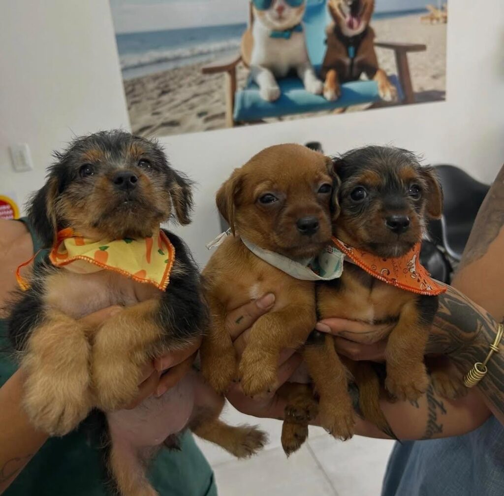 Entenda a importância e como tratar e prevenir a doença do carrapato em cães.