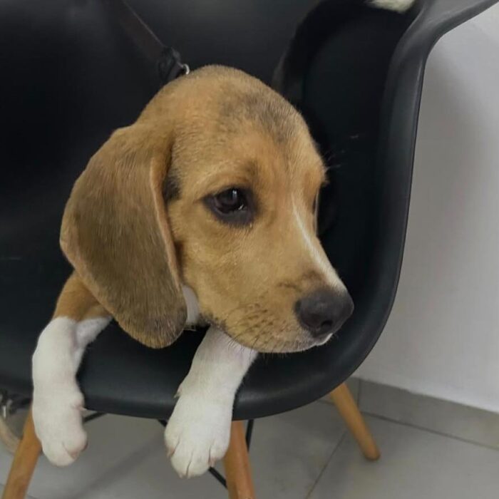 Veja como saber se o cachorro está com febre!