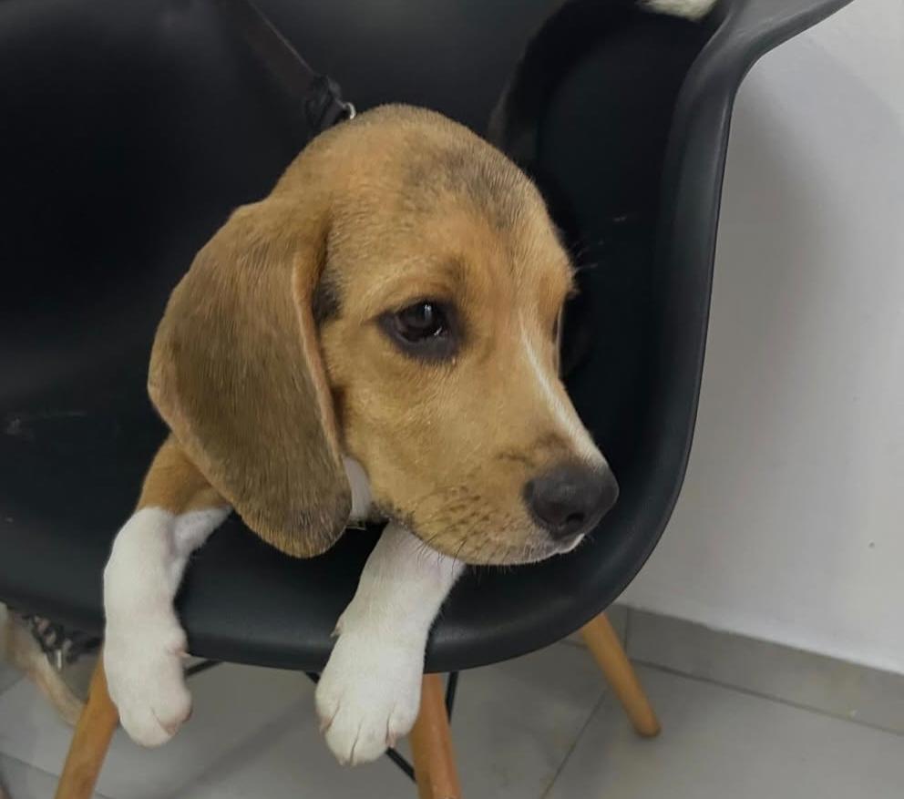 Veja como saber se o cachorro está com febre!