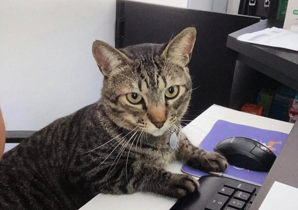 Venha com a Animal Vet e conheça os principais sintomas de câncer em gatos!