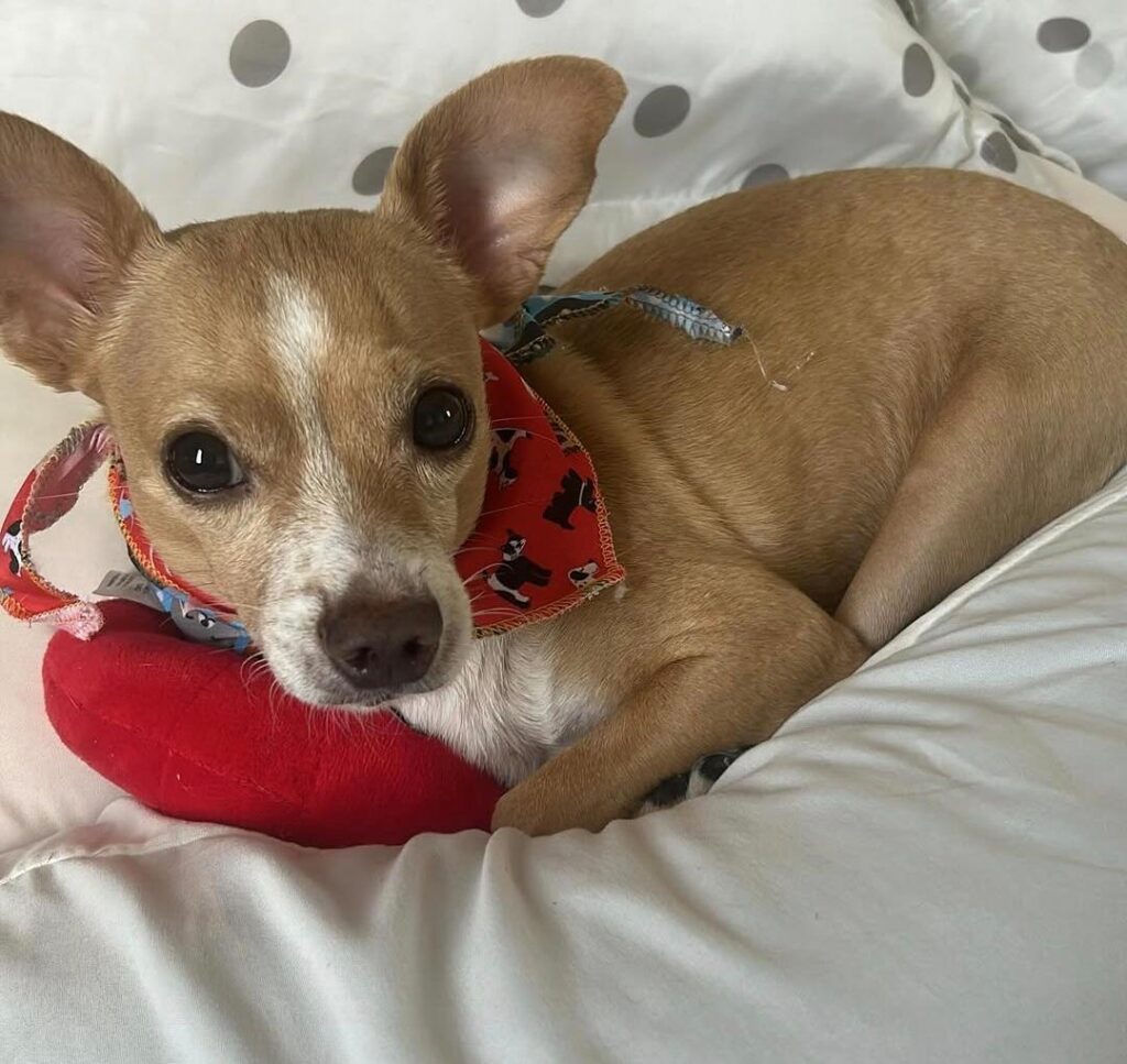 Venha com a AnimalVet e conheça mais sobre as causas e prevenção da cinomose!