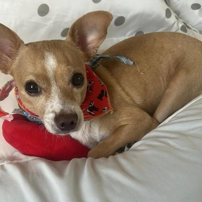 Venha com a AnimalVet e conheça mais sobre as causas e prevenção da cinomose!