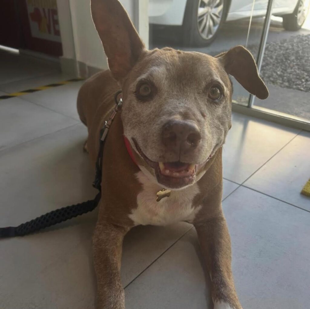 Venha com a AnimalVet e conheça quais são as doenças mais comuns em pets idosos!