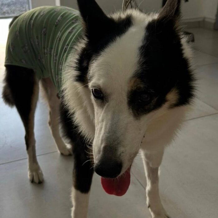 Venha com a AnimalVet e entenda mais sobre o uso de prótese ortopédica em animais!