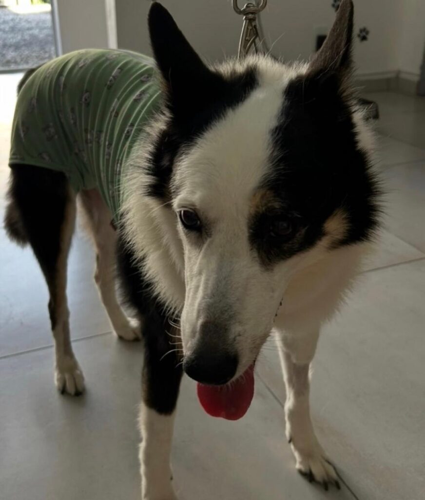 Venha com a AnimalVet e entenda mais sobre o uso de prótese ortopédica em animais!