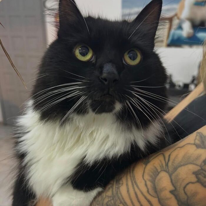 Conheça os principais sinais silenciosos de doença em gatos com a AnimalVet!