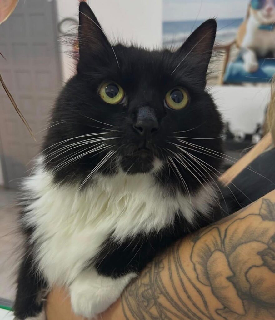Conheça os principais sinais silenciosos de doença em gatos com a AnimalVet!