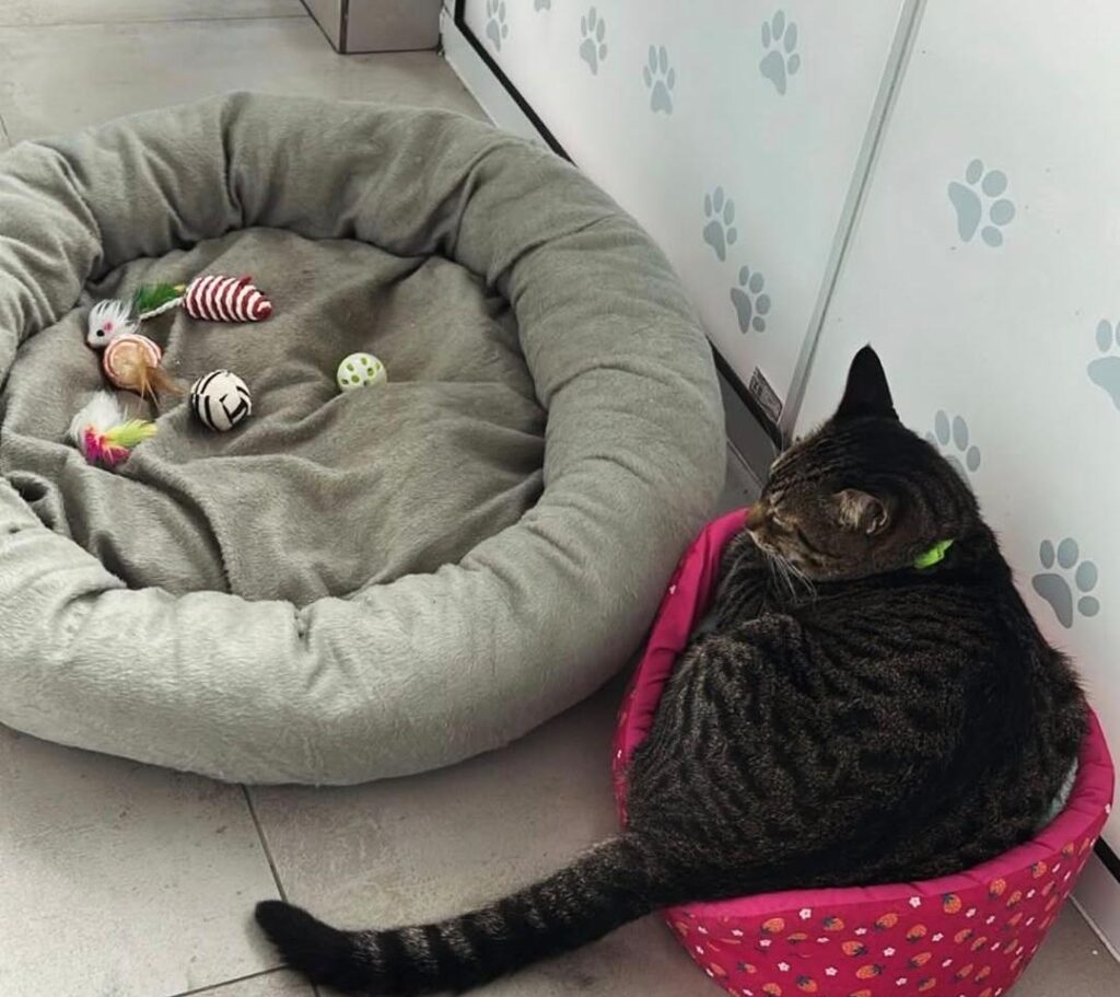 Venha com a AnimalVet e entenda mais sobre como prevenir a obesidade em cães e gatos!