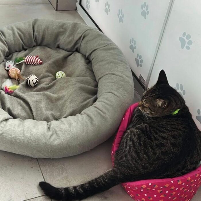 Venha com a AnimalVet e entenda mais sobre como prevenir a obesidade em cães e gatos!
