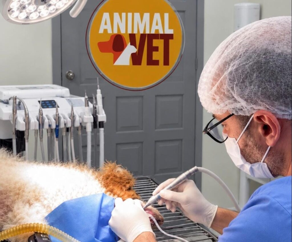 Venha com a AnimalVet e entenda as causas e perigos do mau hálito em pets!