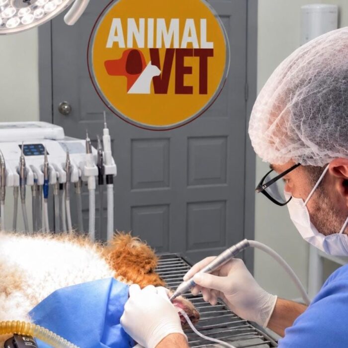 Venha com a AnimalVet e entenda as causas e perigos do mau hálito em pets!
