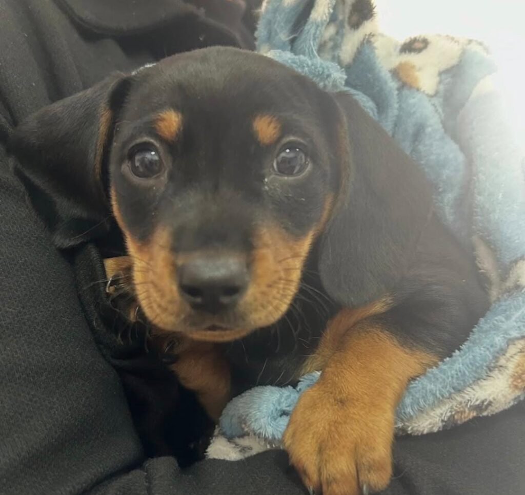 Entenda como reconhecer e cuidar de um cachorro prostrado!