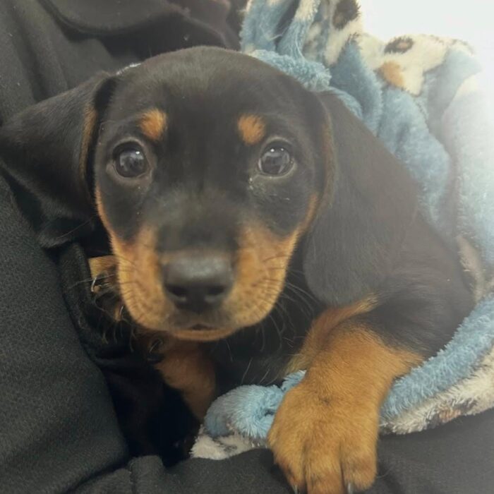Entenda como reconhecer e cuidar de um cachorro prostrado!